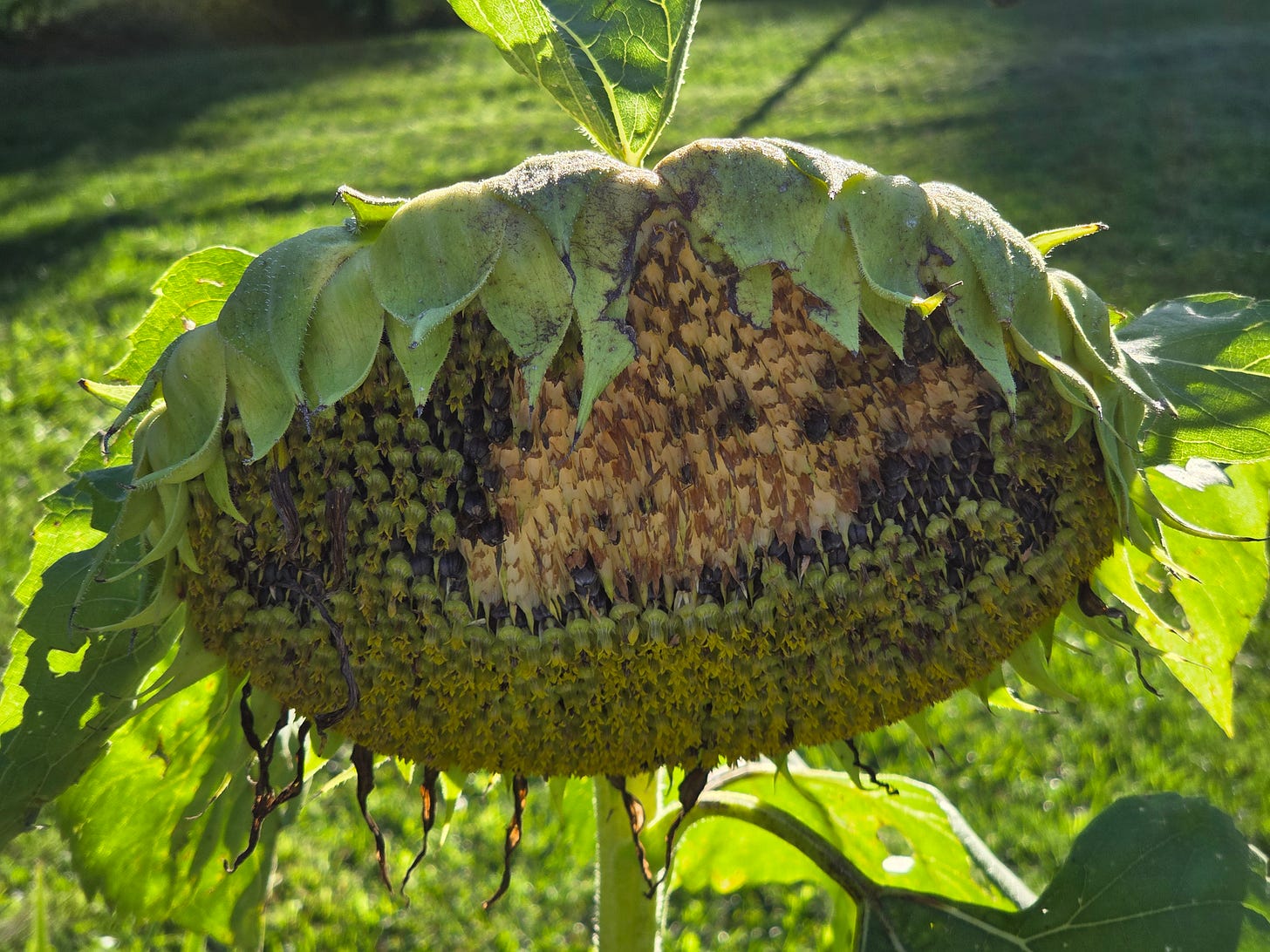 A post bloom sunflower. Many seeds gone and eaten by the birds.