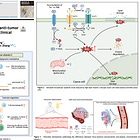 NEW STUDY: High-Dose Vitamin C Is a Promising Anti-Cancer Agent