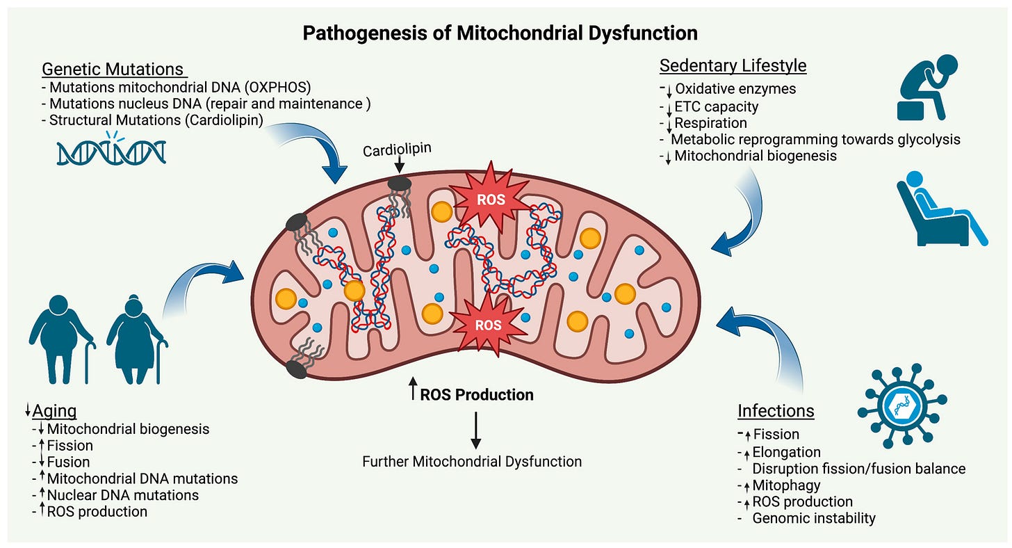 The Key Role of Mitochondrial Function in Health and Disease