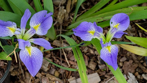 Hopeful LA iris crosses