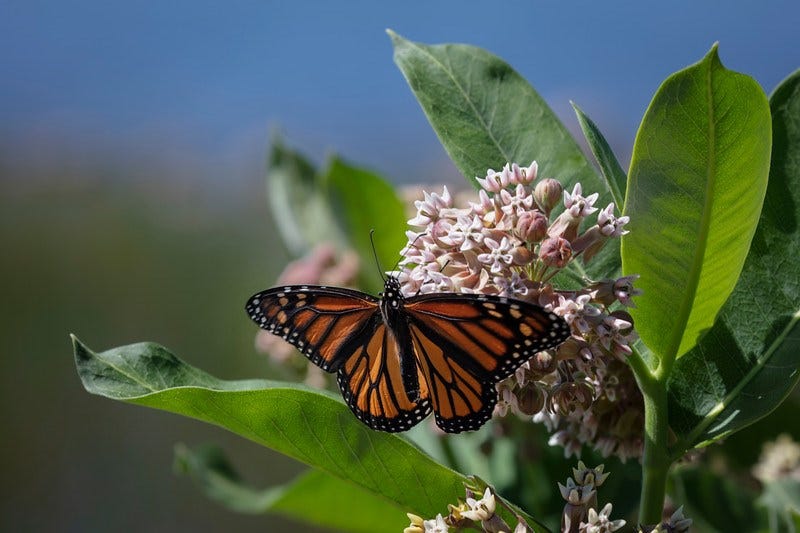 Milkweed and Monarchs (U.S. National Park Service)