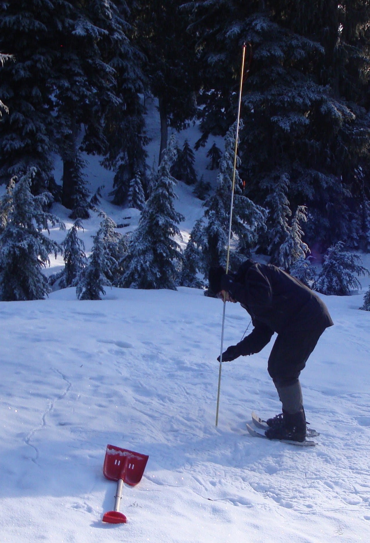 Person on snowshoes probing the snow during a beacon drill, red shovel in front