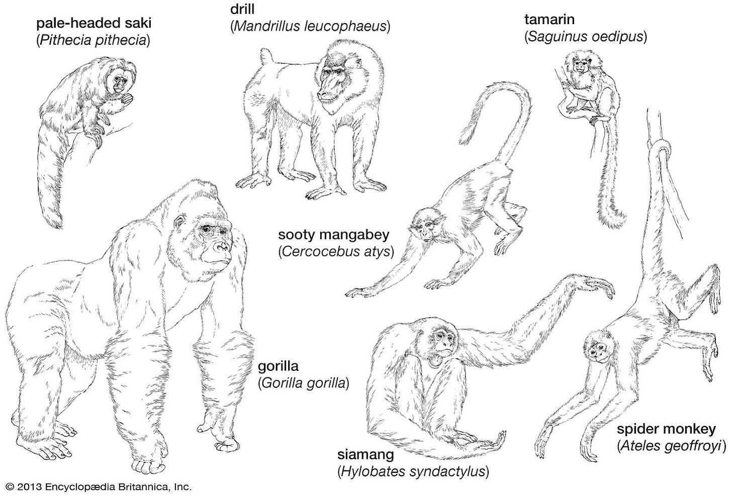 Anthropoid | mammal suborder | Britannica