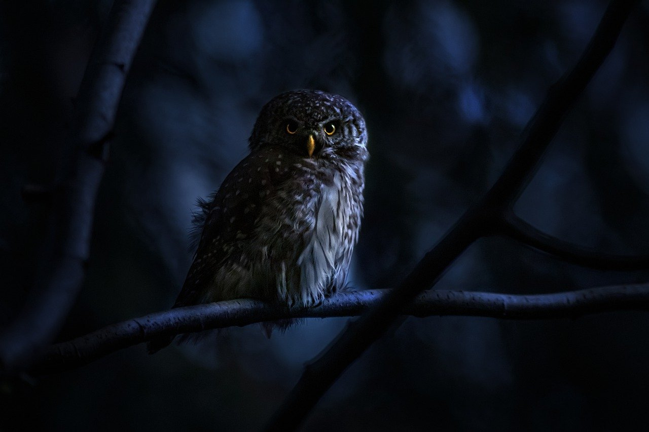 Free Eurasian Pygmy Owl Bird photo and picture