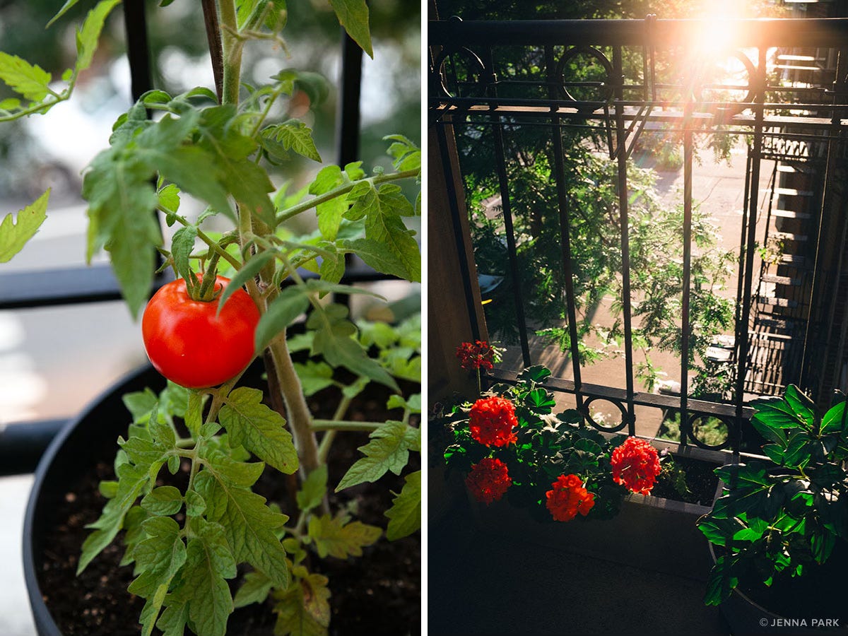 A city balcony garden