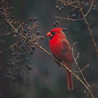 Interview: Henry Lien