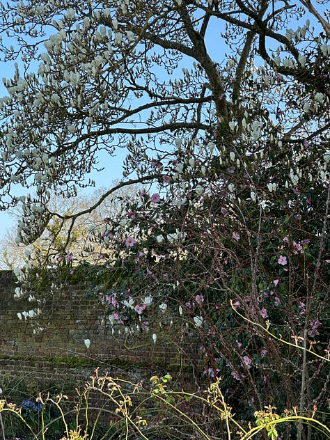 White magnolia tree in full bloom beside historic brick walls and garden buildings under a clear blue spring sky.