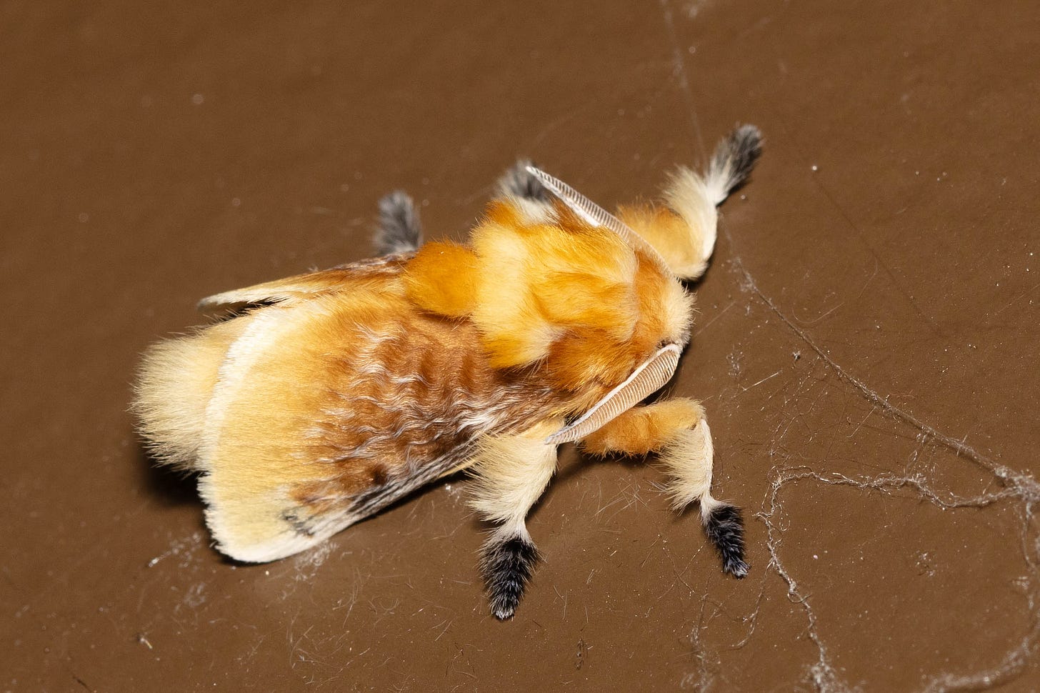 A very fuzzy moth with a furry body, furry wings, and furry legs. The moth is a shades of blonde and amber, with fuzzy black-tipped blonde legs