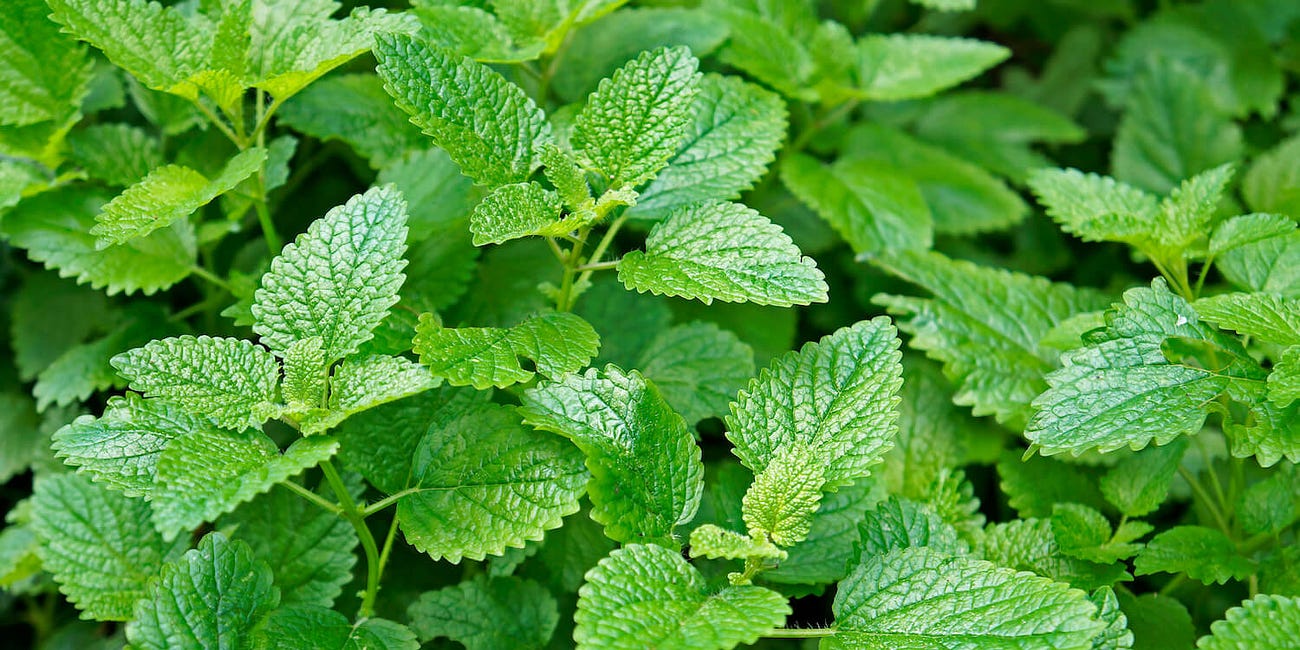 Lemon Balm (Melissa officinalis)