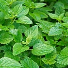 Lemon Balm (Melissa officinalis)