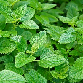 Lemon Balm (Melissa officinalis)
