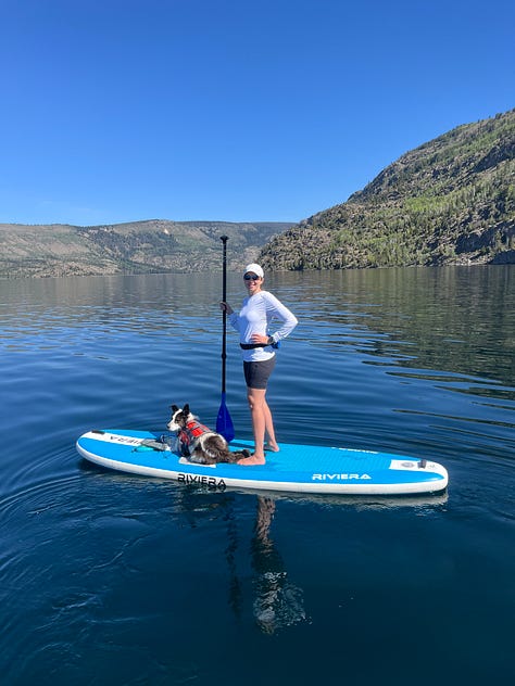 two cattle dogs paddle boarding with their humans