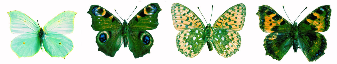 Image description: A row of four butterflies, of various colors and patterns, are arranged against a white background in tints of green, gold, and darker patches of black and blue.