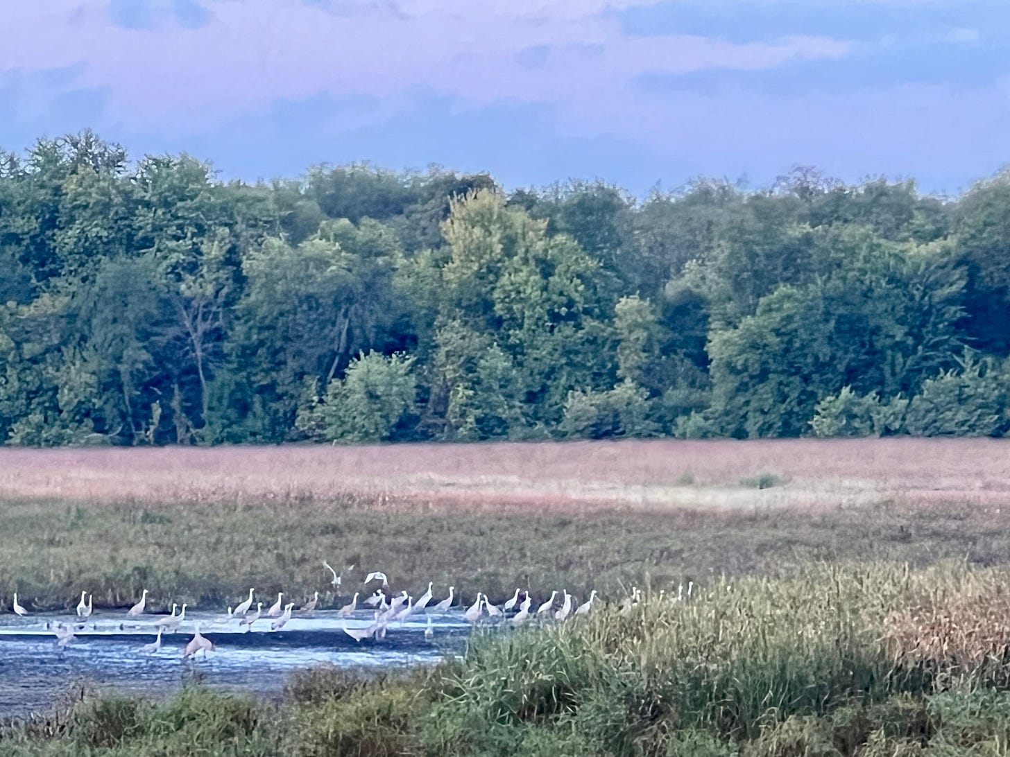 Sandhill cranes hanging out in a wetland inside a field surrounded by trees