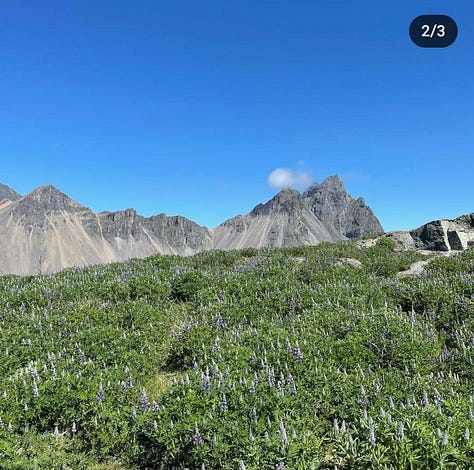 Iceland view of mountains and flowers
