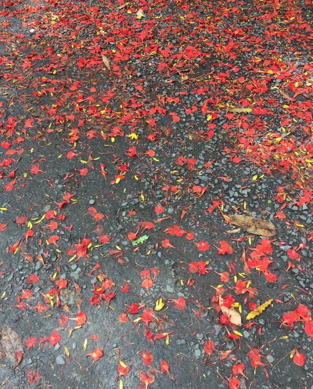 A tar road strewn with red petals A tar road strewn with red petals