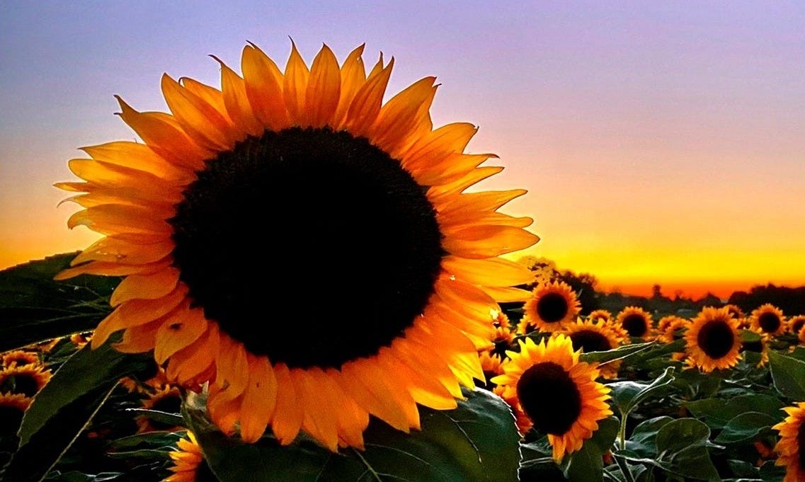 Sonnenblumen vor Sonnenuntergang | Züriost