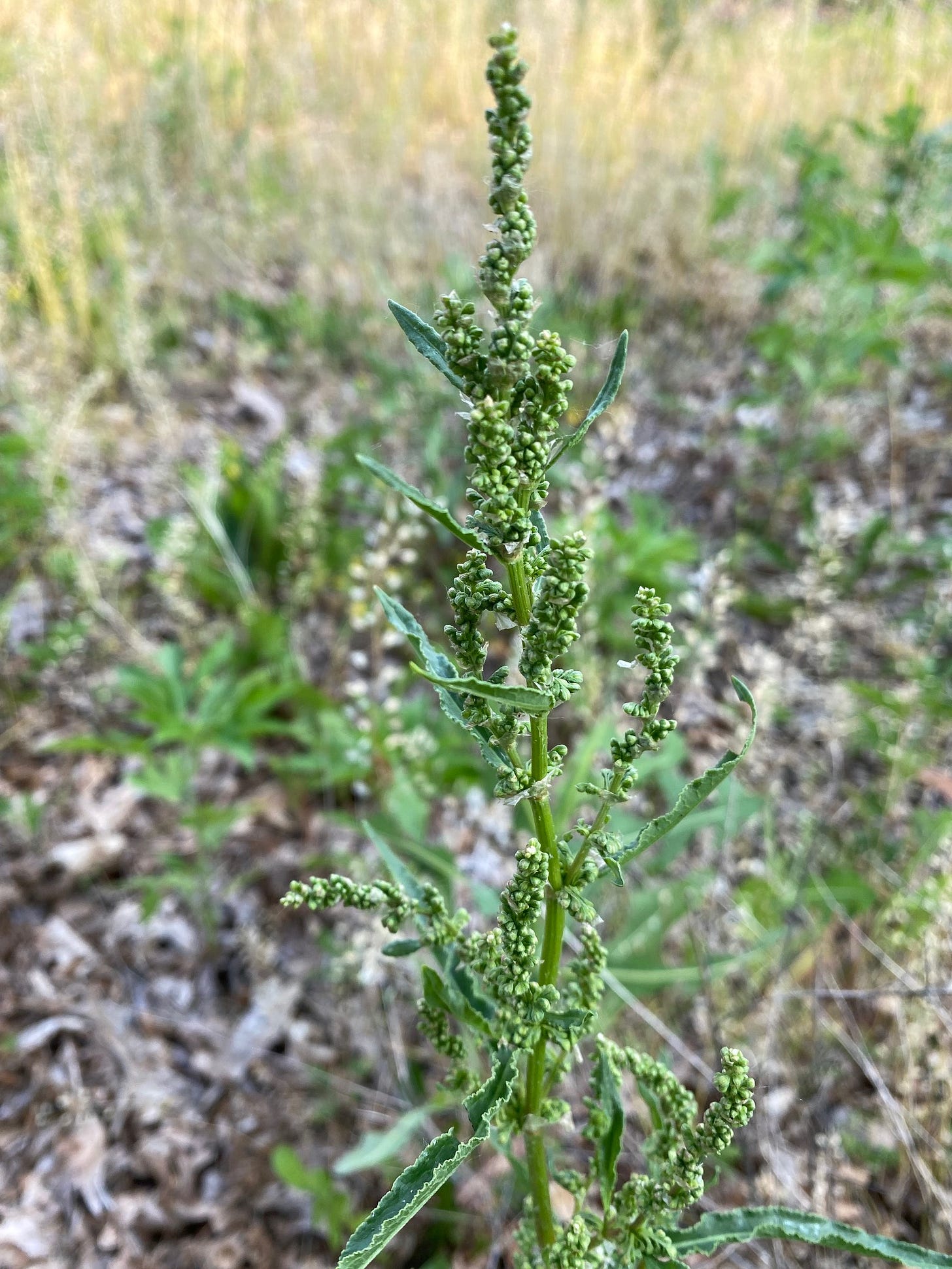 Flower buds forming on stem of Rumex crispus.   Joints at leaf nodes are visible .