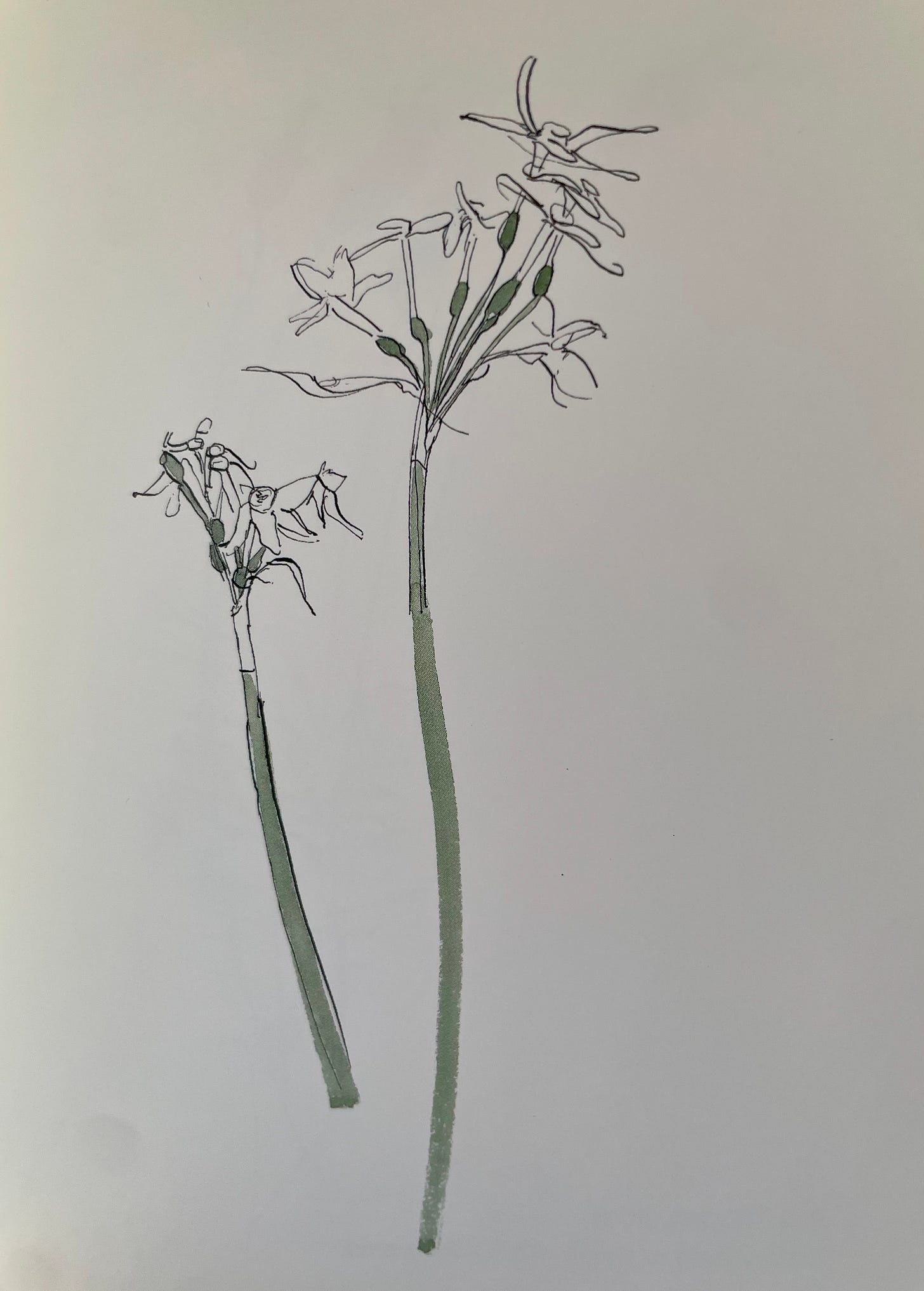 Simple lines with watercolor suggest two stems of fading paperwhites.