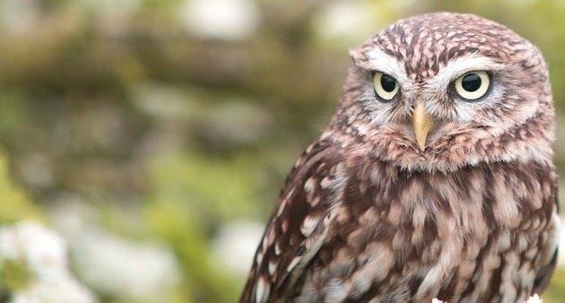 brown owl on tree branch in shallow focus photography