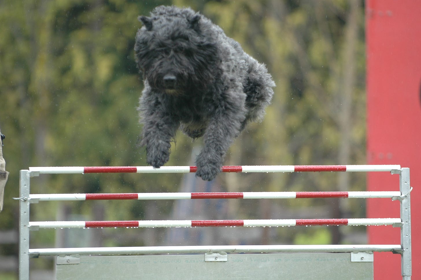 DHarts Earl of Greystoke, RN, French Ring Brevet - Dhart Bouvier des  Flandres & Rat Terriers