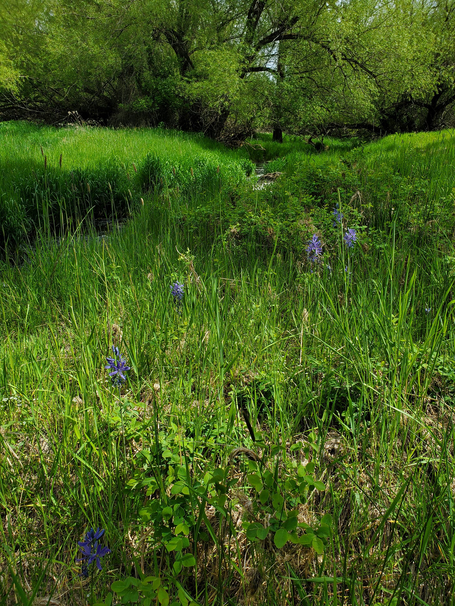 Green grass and blue camas flowers, green trees in background. A very green image!