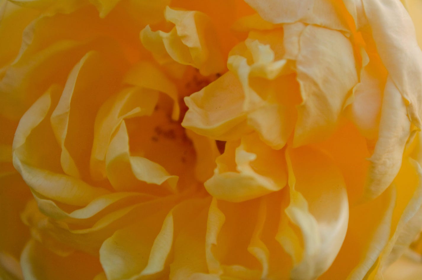 Two Roses, One Flower
