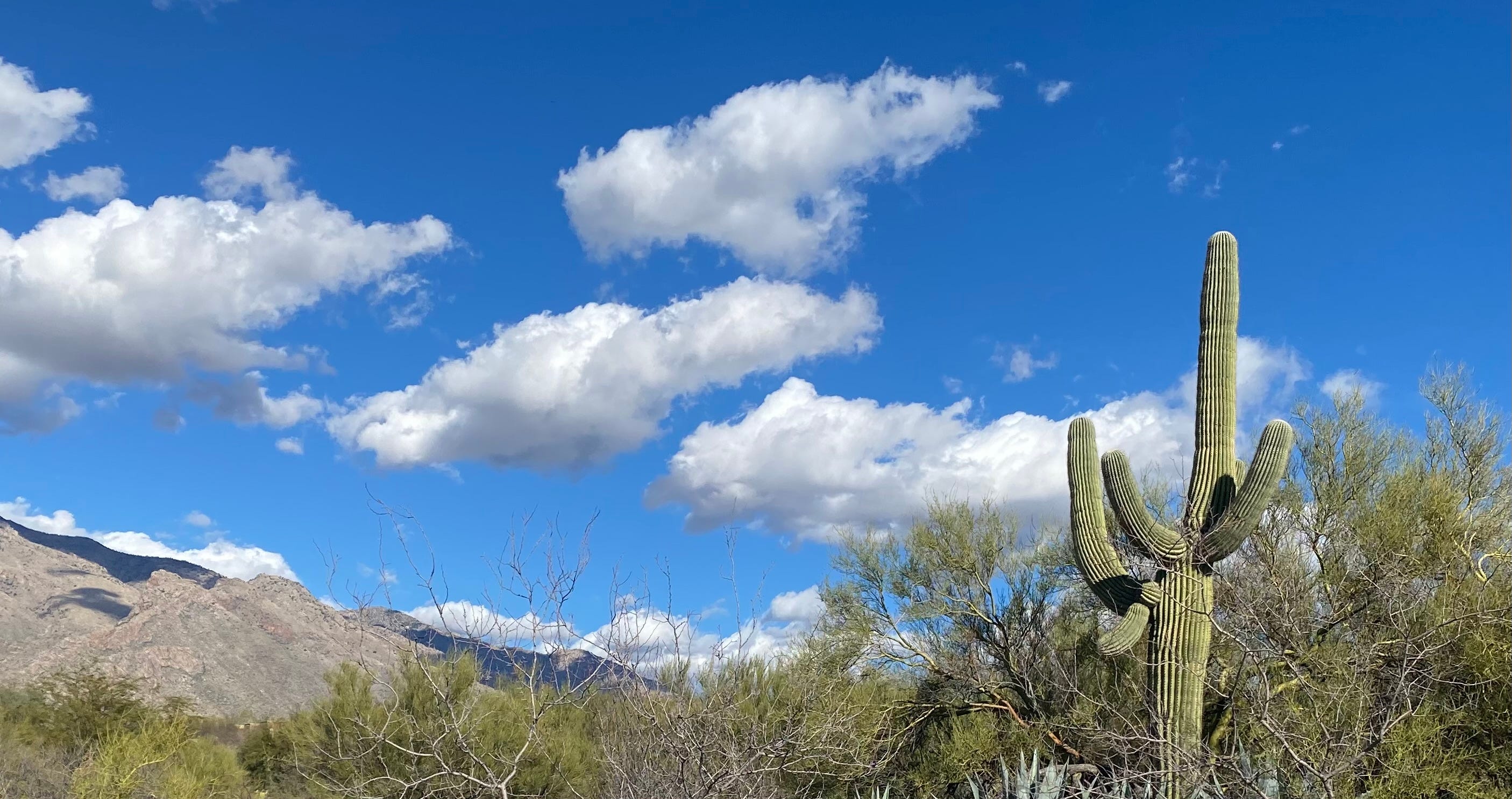 Saguaro cactus, an enduring symbol - by Maura Casey