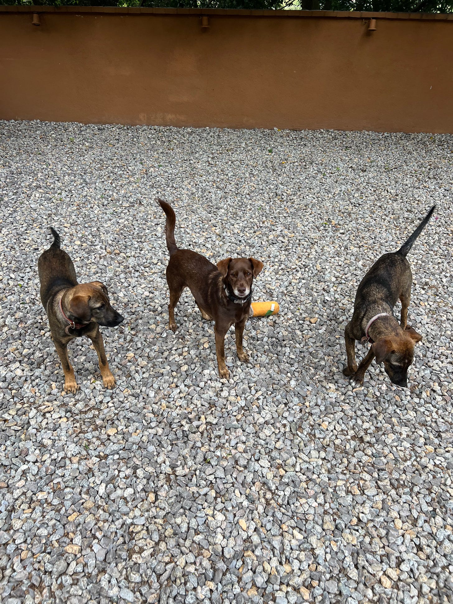 Three brown dogs.