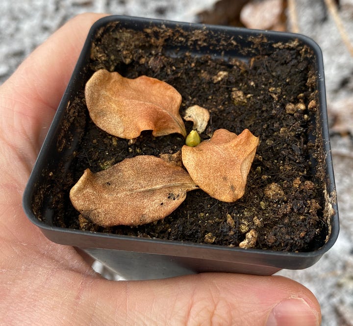 Four photos illustrating what containerized plants will look like when they are ready for chilling.