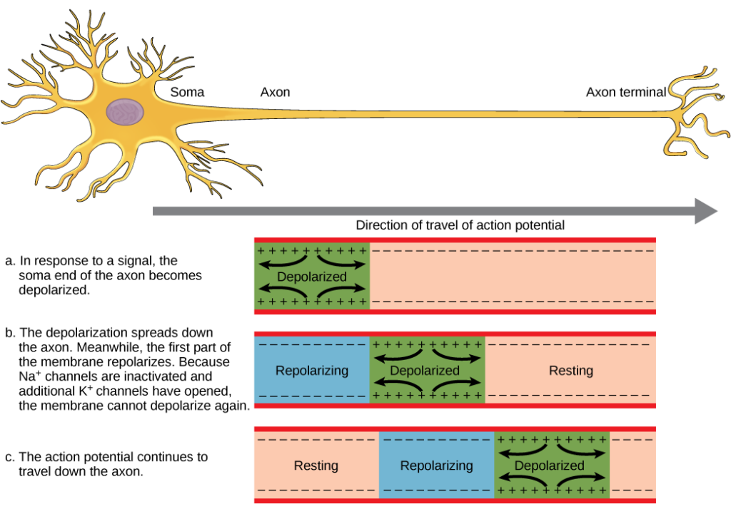 Action Potential | Biology for Majors II