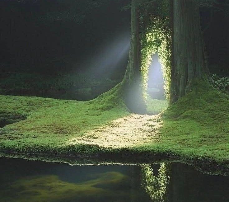 This may contain: an open door in the middle of a forest with light coming from it's doorway