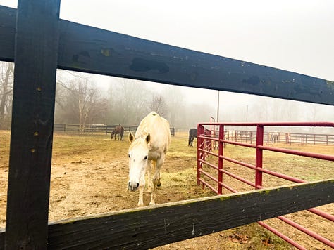 A misty morning at Little Creek Horse Farm