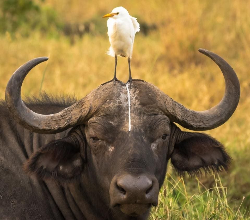 A bird on the head of a buffalo.