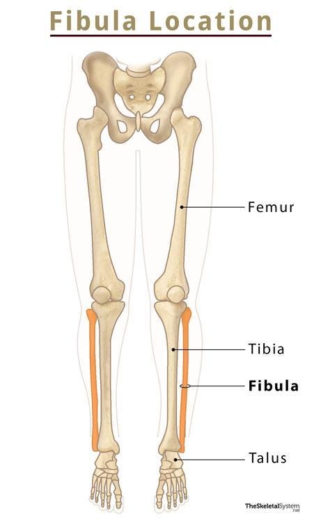 Fibula: Definition, Location, Anatomy, Functions, & Diagrams Fibula: Definition, Location, Anatomy, Functions, & Diagrams