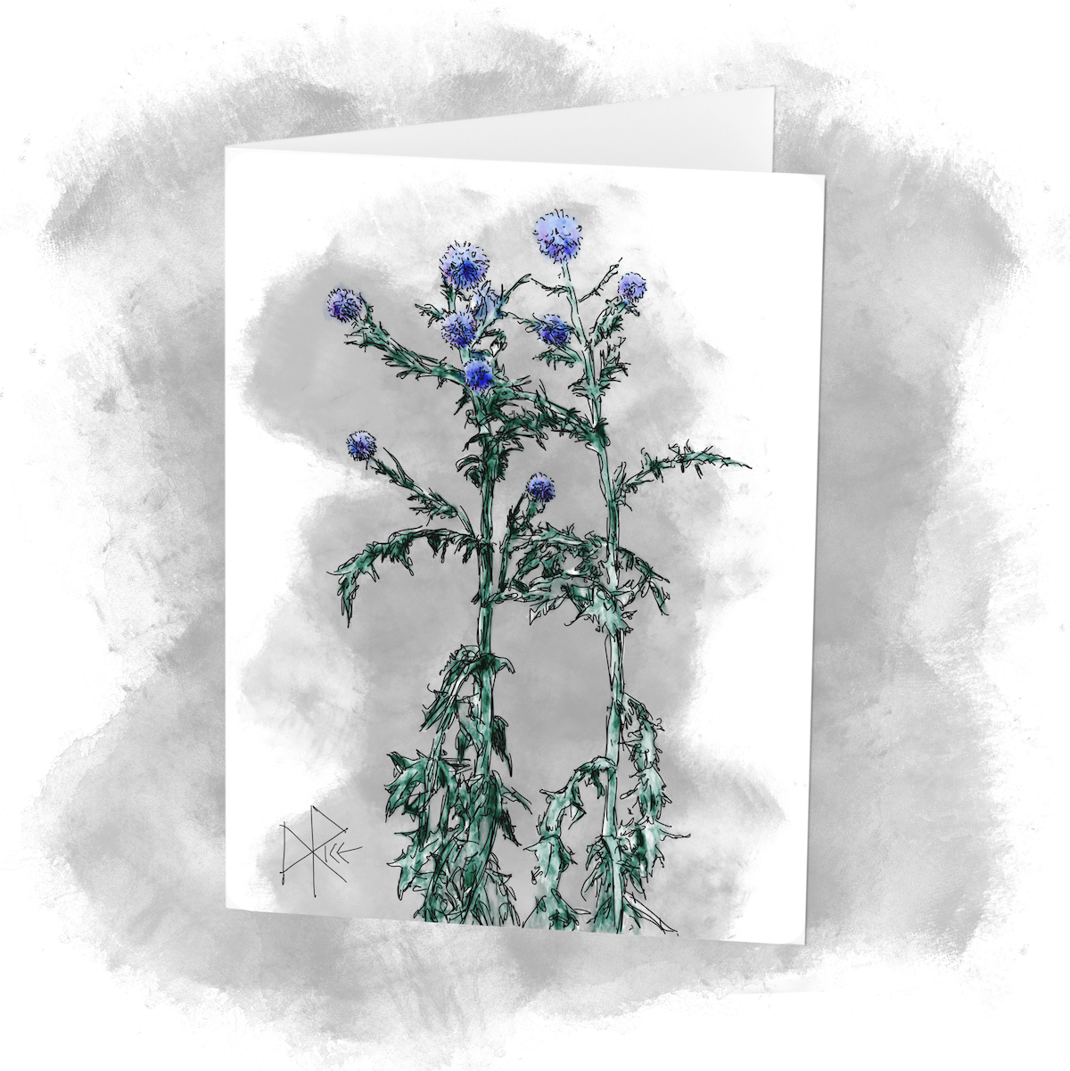 Globe Thistle, a.k.a. Echinops ritro, is an herbaceous perennial with an upright spreading habit of growth. A compact and bushy variety that features interesting prickly gray-green leaves with silvery undersides and tall sturdy stems of blue globed flowers; blooms from early summer through to the fall. Sketch art by Don Rice. Globe Thistle, a.k.a. Echinops ritro, is an herbaceous perennial with an upright spreading habit of growth. A compact and bushy variety that features interesting prickly gray-green leaves with silvery undersides and tall sturdy stems of blue globed flowers; blooms from early summer through to the fall. Sketch art by Don Rice.