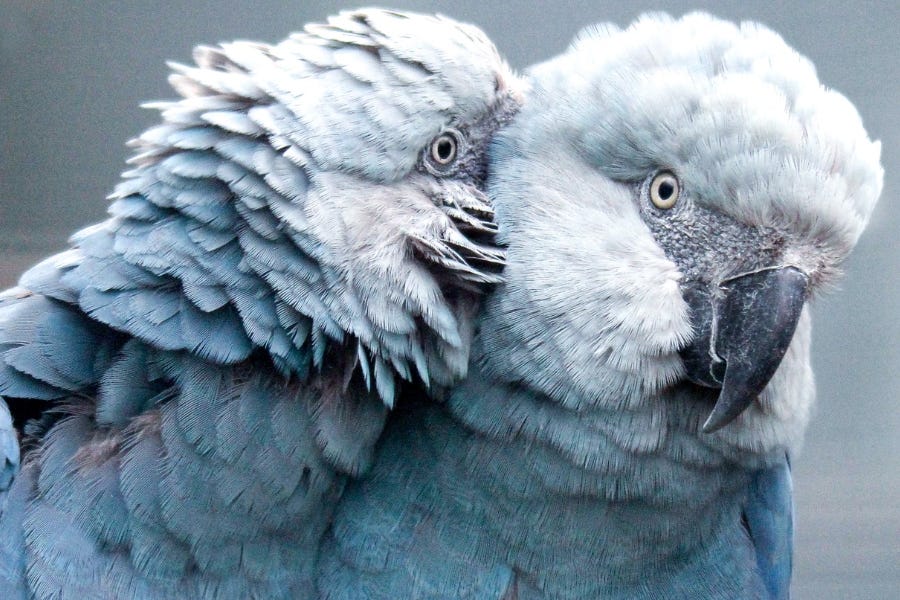 Reintrodução de ararinhas-azuis reacende esperanças | Eco Nordeste