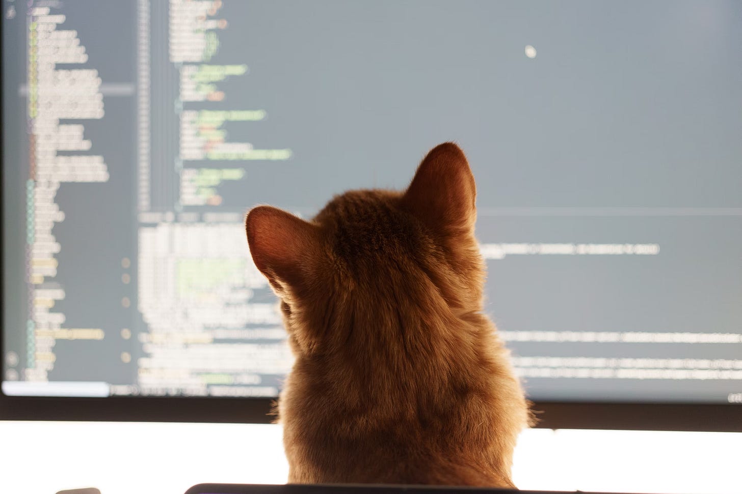 Gato programador corrigiendo el codigo creado por un vibe coder. (Foto de Volodymyr Dobrovolskyy, tomado de Unsplash) Gato programador corrigiendo el codigo creado por un vibe coder. (Foto de Volodymyr Dobrovolskyy, tomado de Unsplash)