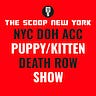 The Scoop New York
