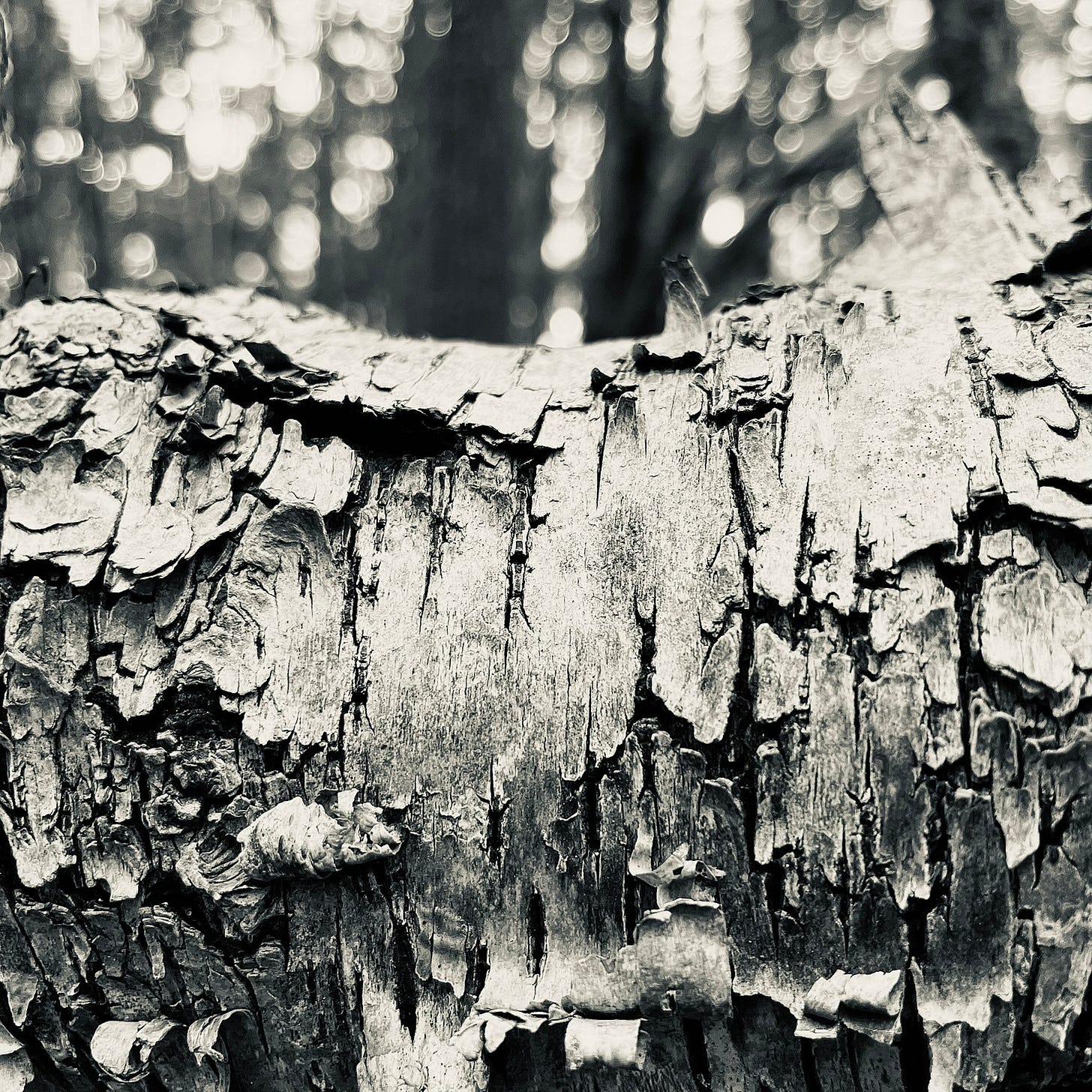 The fissured and curled bark of a fallen silver birch tree seen against a woodland backdrop
