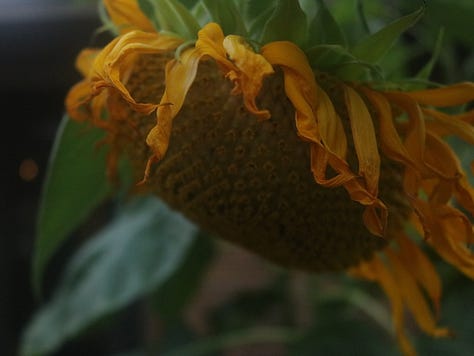 sunflower, woman's silhouette on the wall, a woman in a field of sunflowers