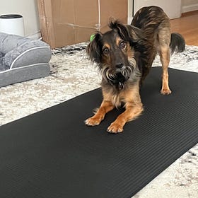 Contrarian Pet of the Week