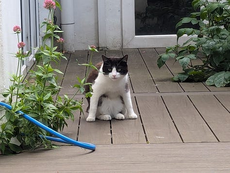 A gallery of cats of varying stripes and colors. The caption explains each cat's name, but the descriptions would be insanely long.
