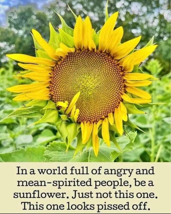 A large yellow sunflower stands in a green field under a blue sky with scattered white clouds. The flower faces forward with petals surrounding a brown center. Overlaid white text reads In a world full of angry and mean-spirited people be a sunflower. Just not this one. This one looks pissed off.