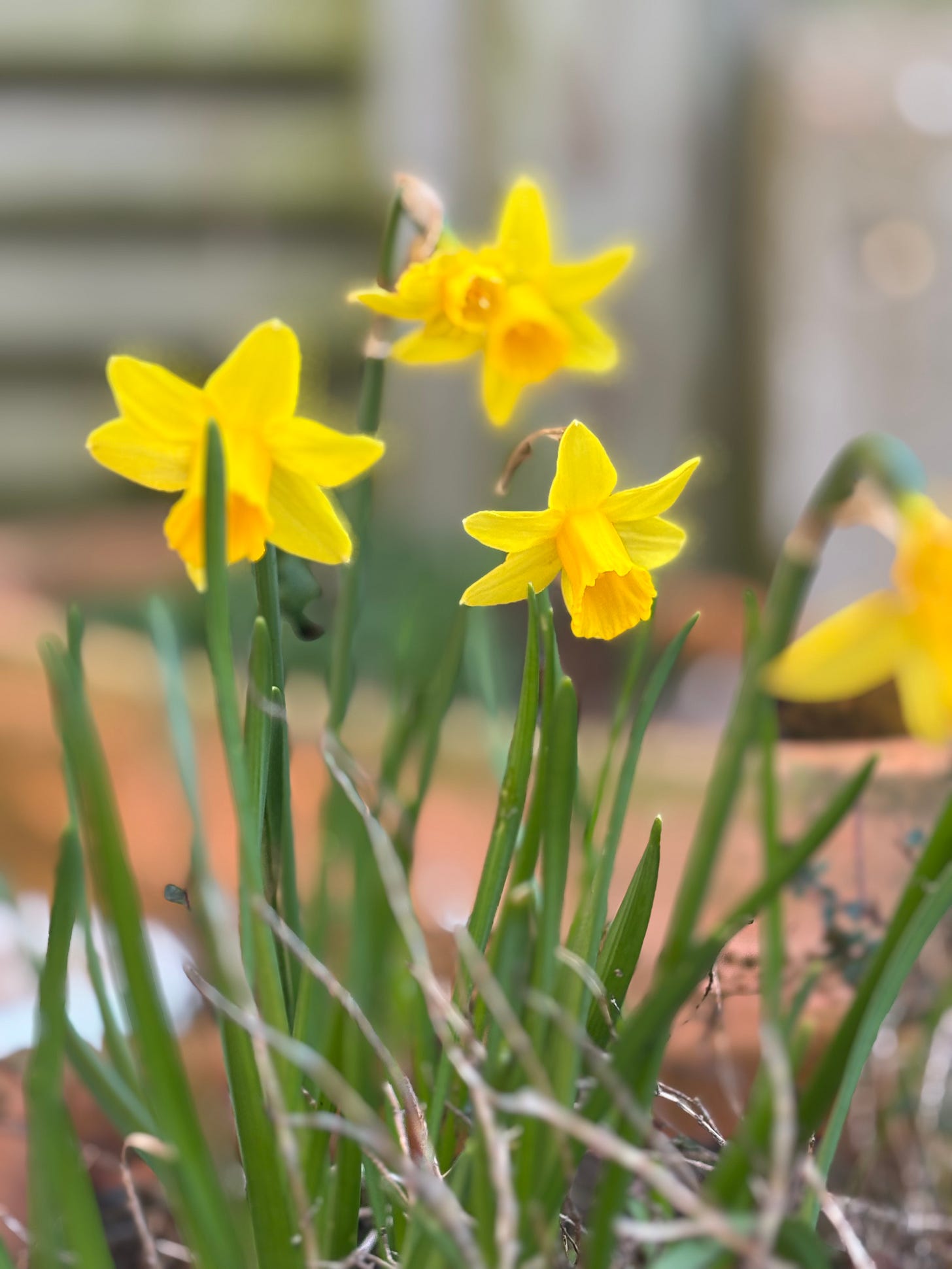 Bright yellow miniature daffodils (narcissus) in full bloom in my garden