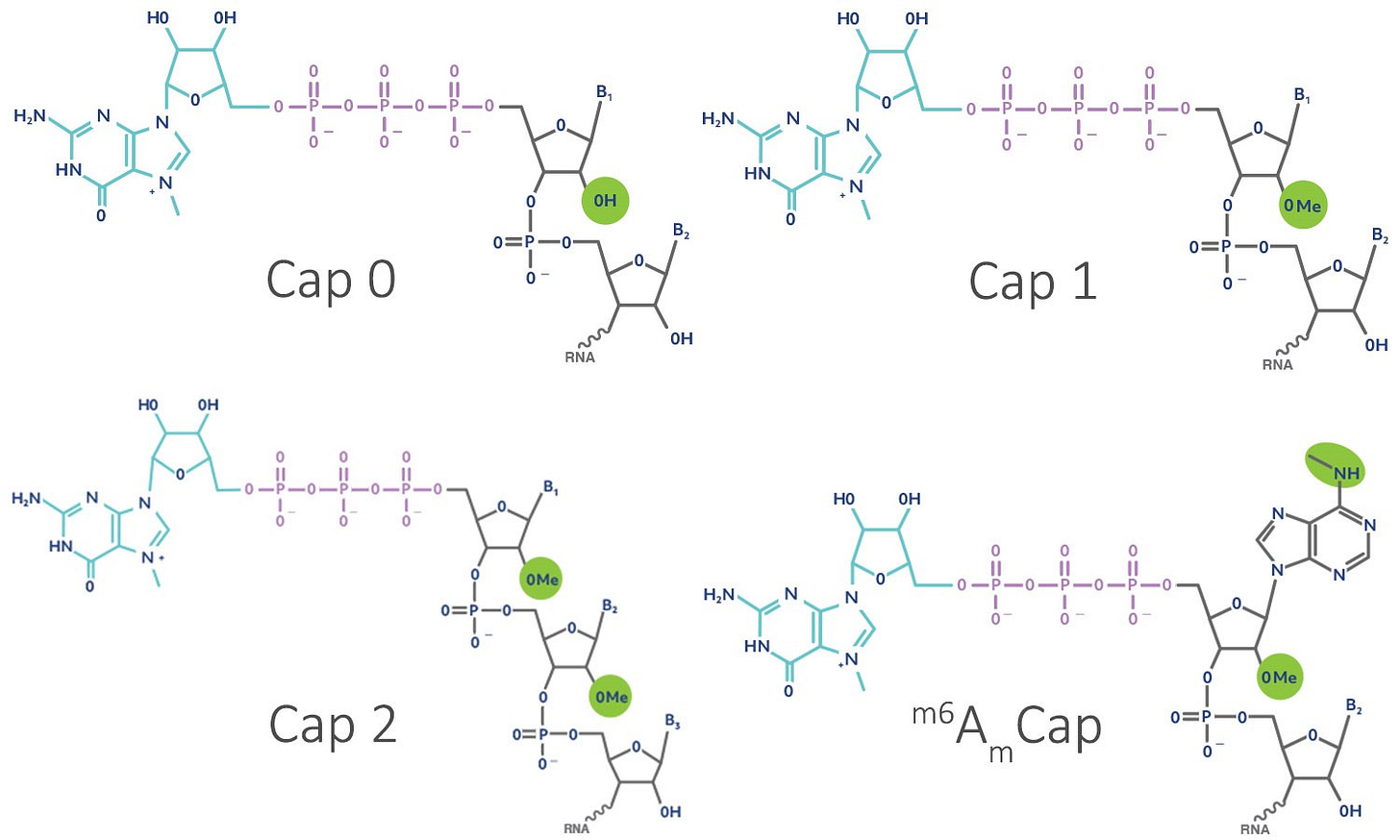 mRNA 5' Caps