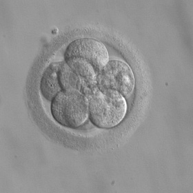 Donald Trump, Christian nationalist?