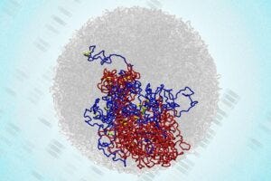 MIT experiments have revealed the existence of “microcompartments,” shown in yellow, within the 3D structure of the genome. These compartments are formed by tiny loops that may play a role in gene regulation.