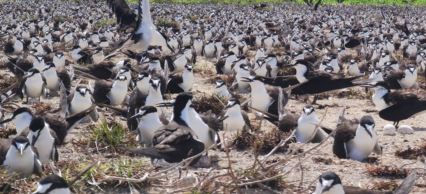 Plenty of sooty terns. Really, no shortage at all.