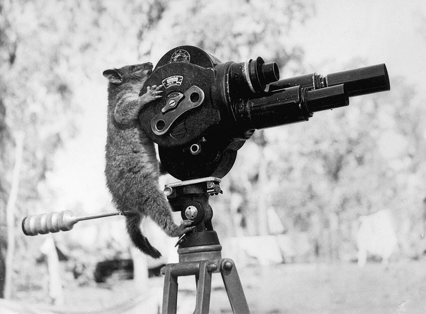 Image of a Racoon climbing up a movie camera
